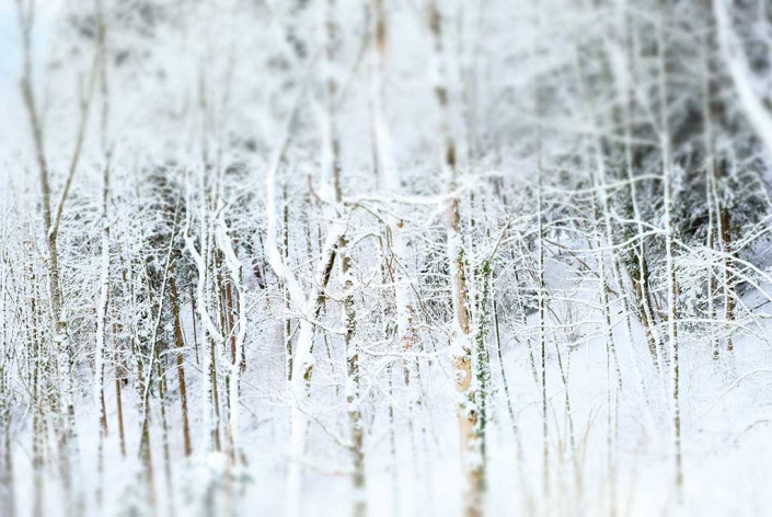 collection "forët" arbre tronc branche neige hiver blanc