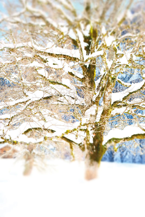 collection "forët" arbre branche neige hiver blanc