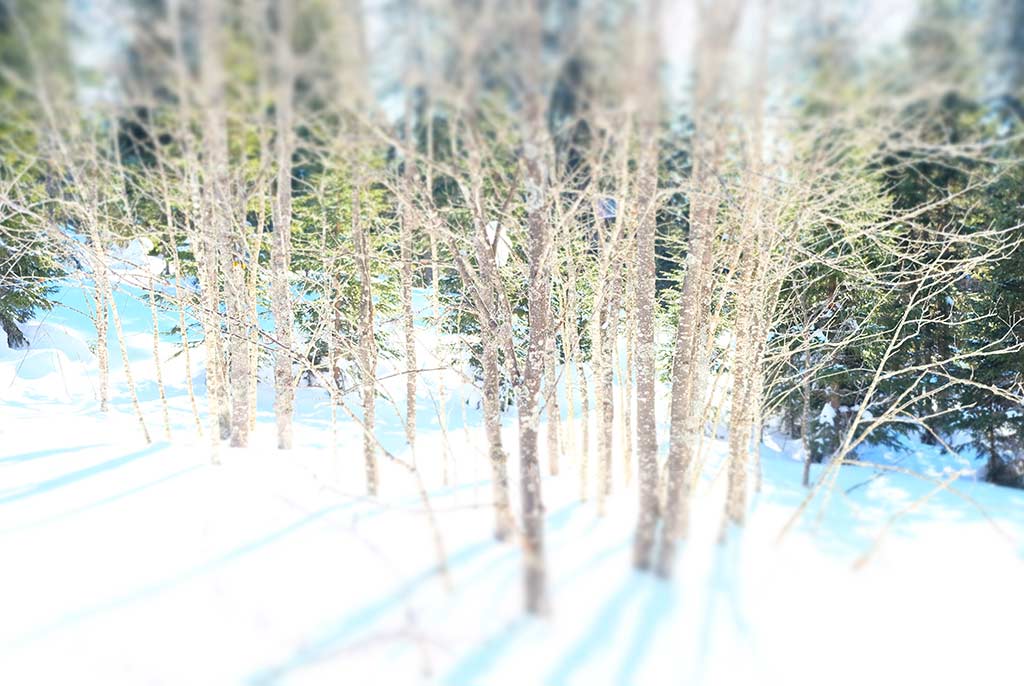 collection "forët" arbre branche neige hiver blanc